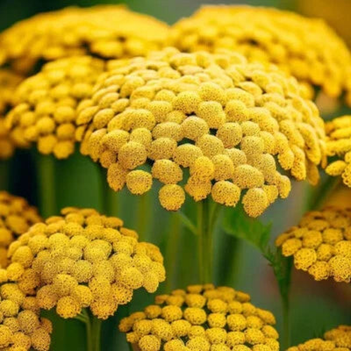 Gold Yarrow Seeds for Planting Heirloom Non-GMO Seed Store