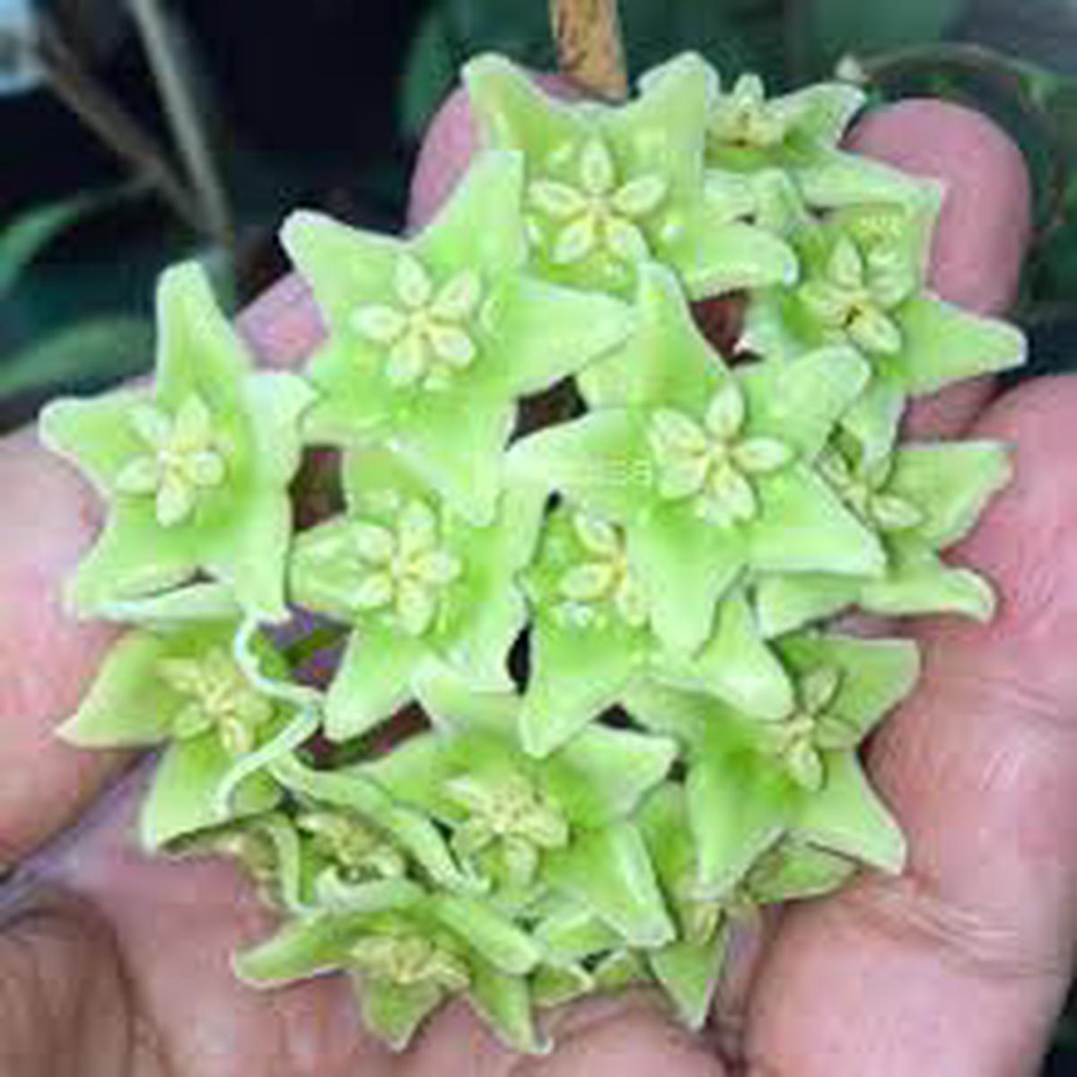 Green Carnosa Flower Seeds for Planting Low Maintenance Heirloom & GMO Free Seeds for Home Garden Sale