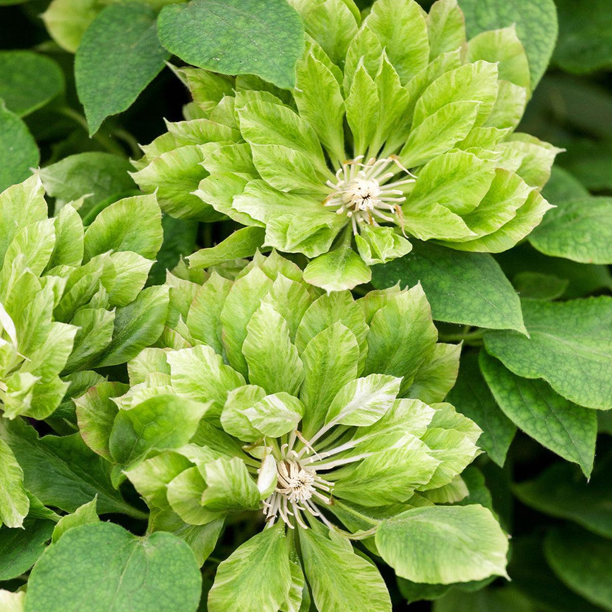 Green Clematis Flower seeds for Planting  Vibrant Colors, Heirloom & GMO Free Seeds for Home Garden, High Germination