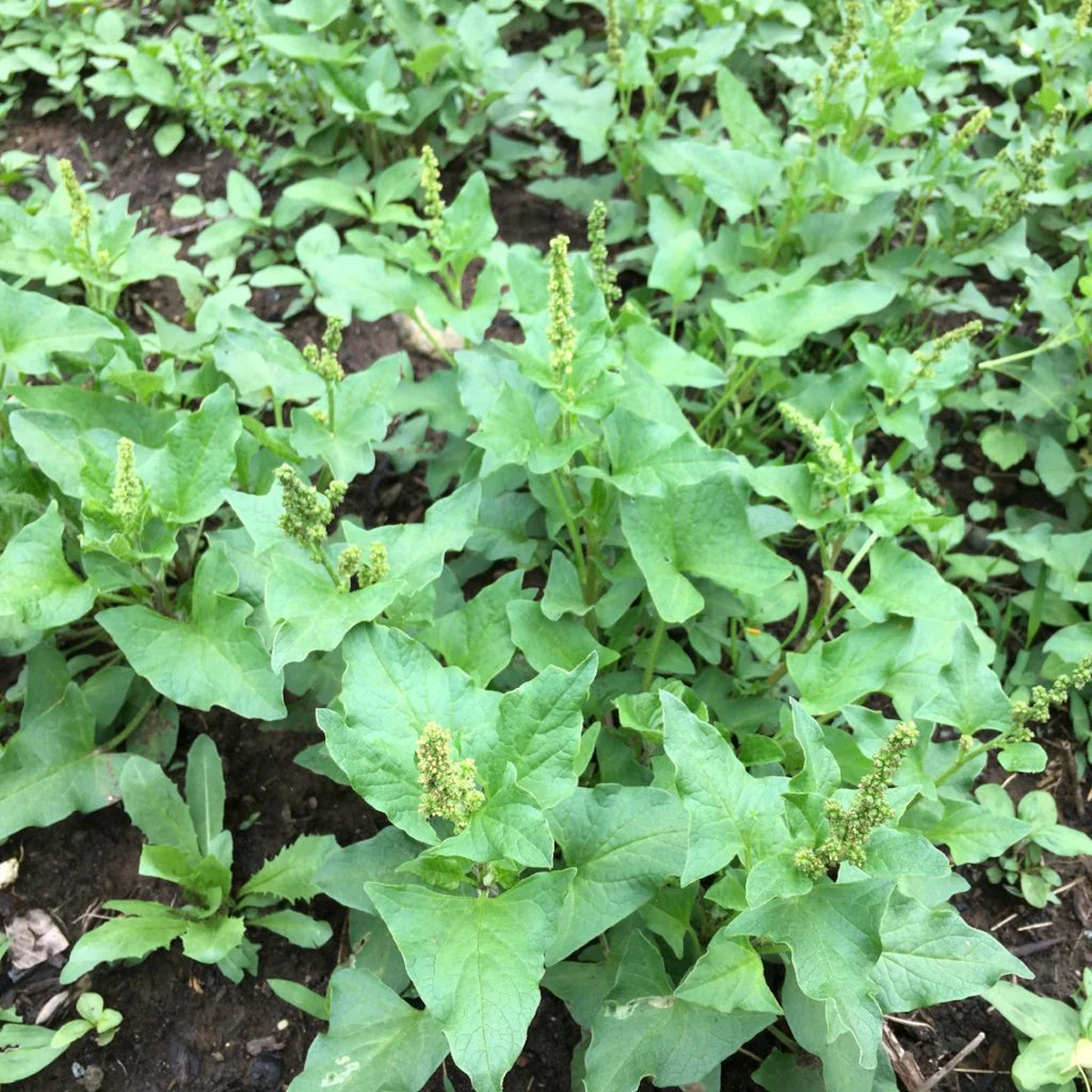 Green Henry Flower Seeds for Planting  Heirloom, Non-GMO, High Germination Organic Garden Seeds