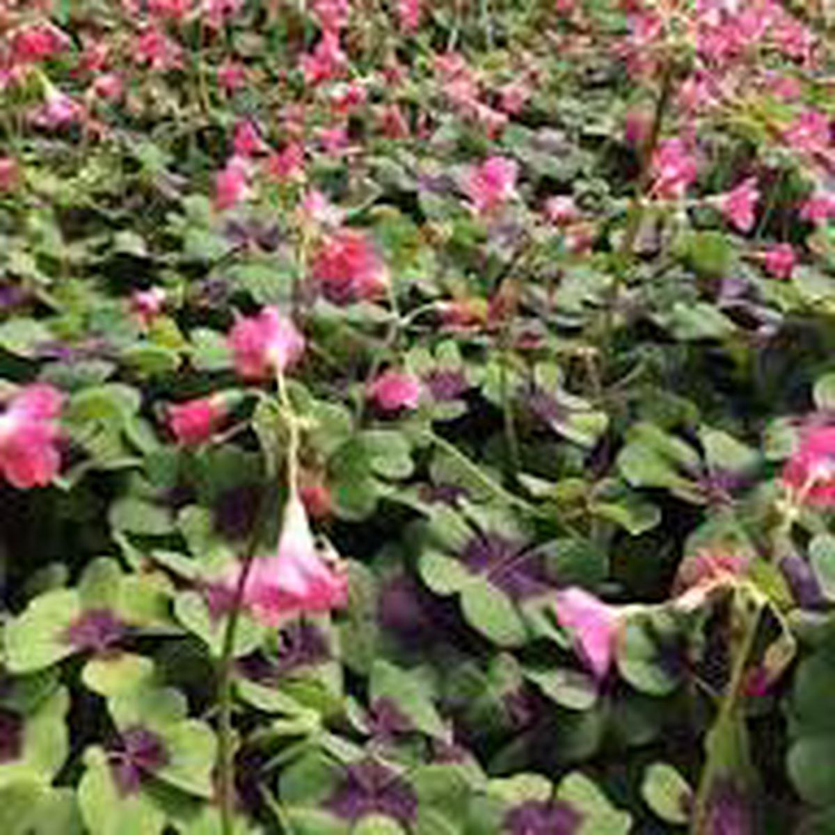 Green Purple Oxalis Corymbosa Flower Seeds for Planting – Heirloom, Non-GMO, High Germination Organic Garden Seeds