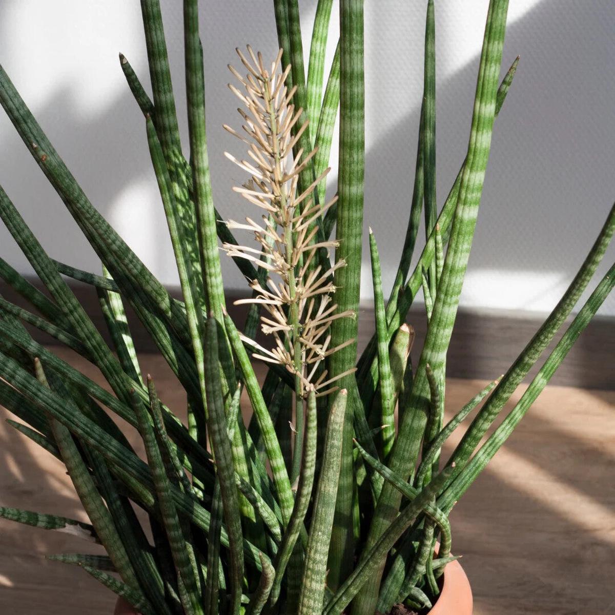Green Sansevieria Flower Seeds for Planting  Heirloom Non-GMO, High Germination Organic Garden Seeds