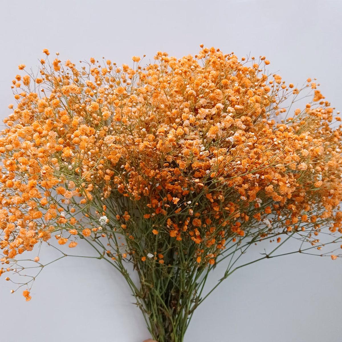 Gypsophila Flower seeds for Planting – Shade Tolerant, Heirloom & GMO Free Seeds for Home Garden