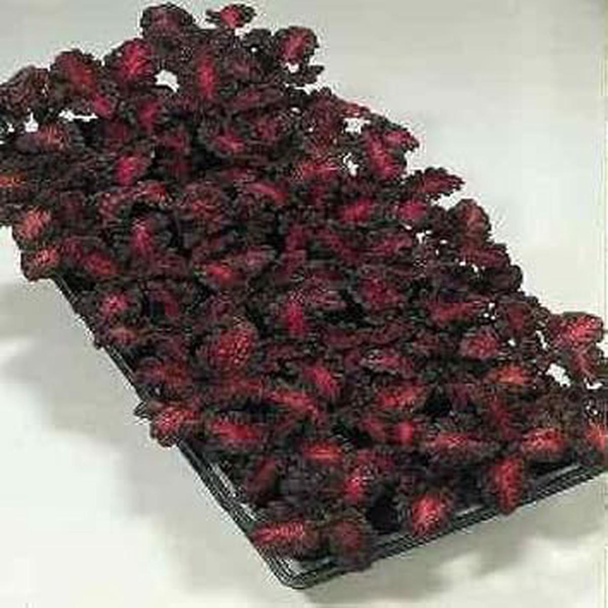 Heirloom Black Red Dragon Coleus Flower Seeds for Planting | Non-GMO Organic Garden Seeds | Bold Foliage, High Germination