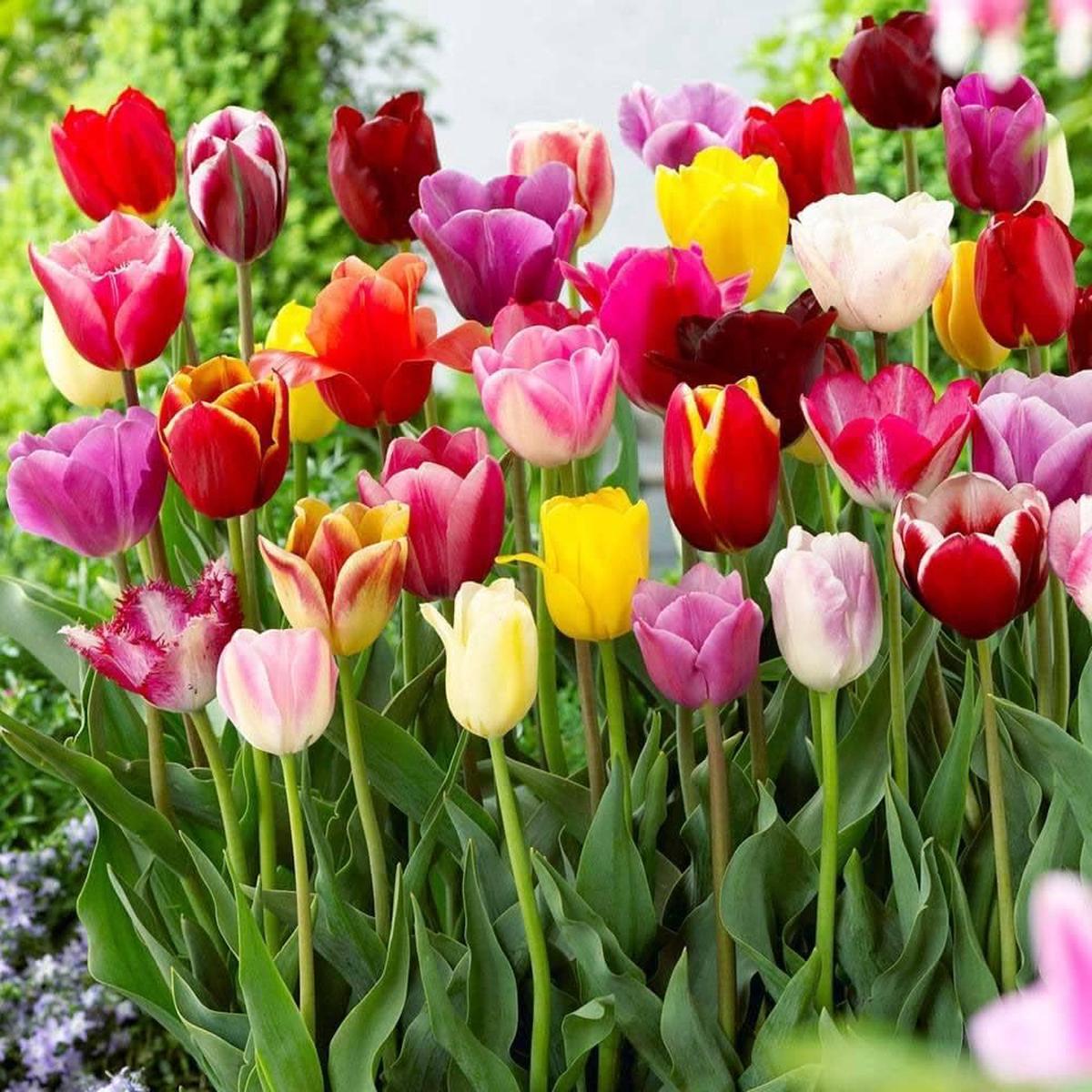 Heirloom Colorful Mixed Tulip Flower Seeds for Planting  Non-GMO, Perfect Garden Blooms