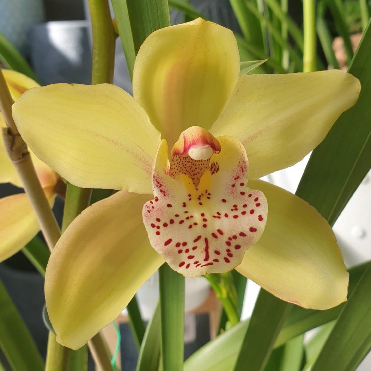 Heirloom Cymbidium Orchid Flower seeds for Planting Seasonal Bloomer Heirloom & GMO Free Seeds for Home Garden