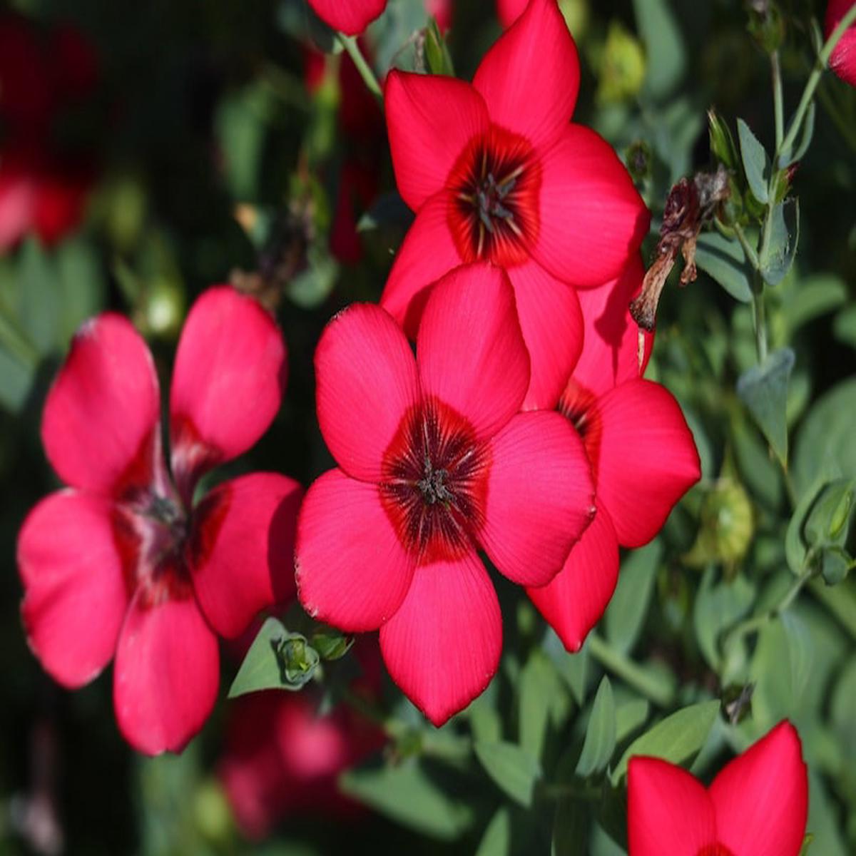 Heirloom Grandiflorum Flower Seeds, Non-GMO Vibrant Blooms for Colorful Garden Planting