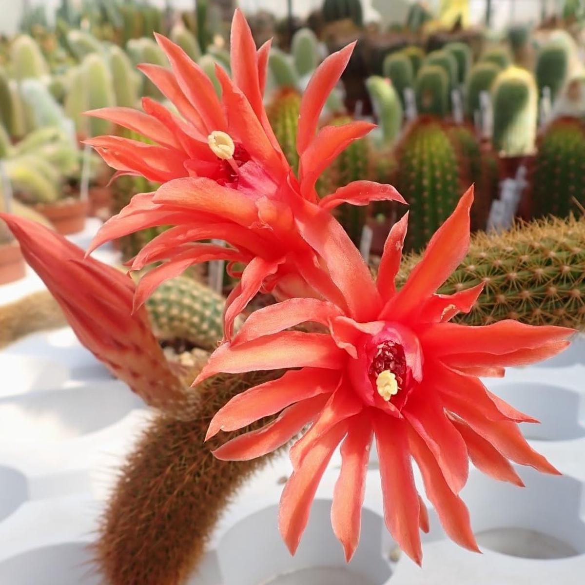 Heirloom Hildewintera Flower Seeds Non-GMO for Garden Planting Exotic Cactus Blooms
