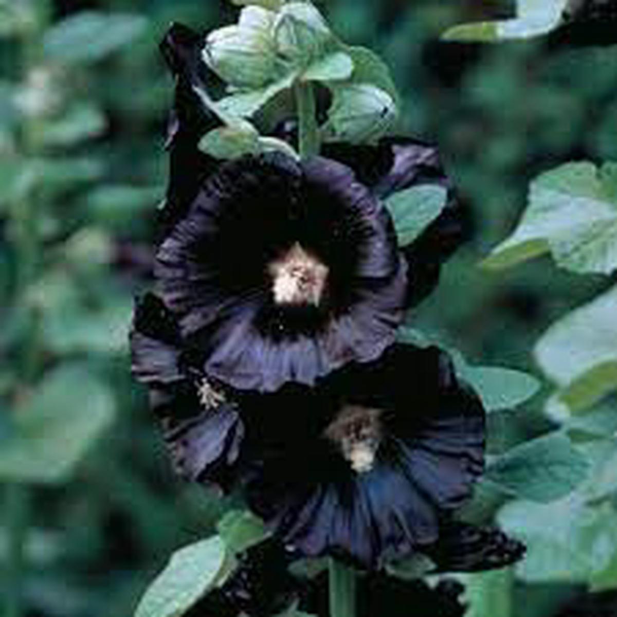 Heirloom Hollyhock Flower seeds for Planting Easy to Grow Heirloom & GMO Free Seeds for Home Garden