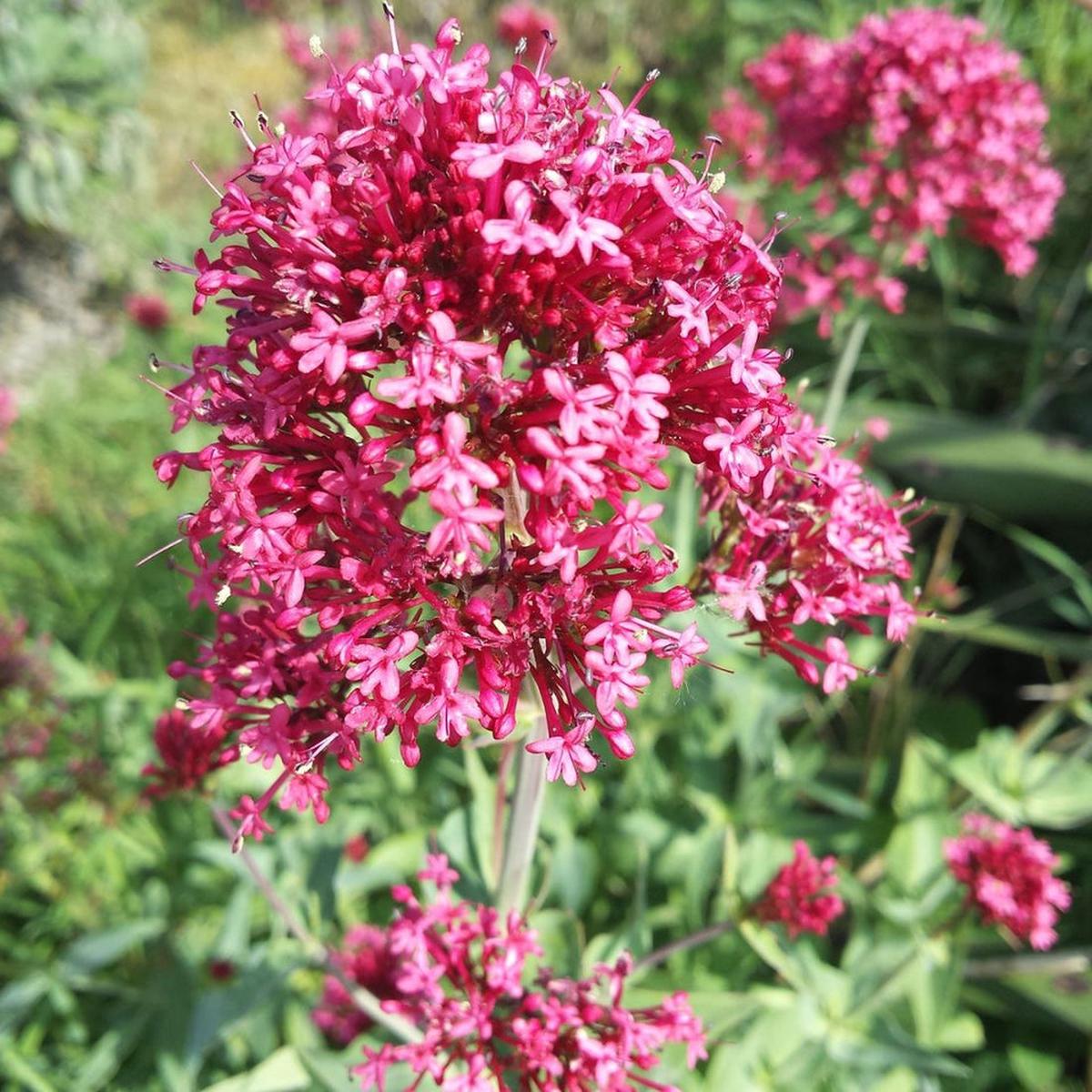 Heirloom Jupiter’s Beard Flower Seeds  Non-GMO Seeds for Beautiful Garden Planting