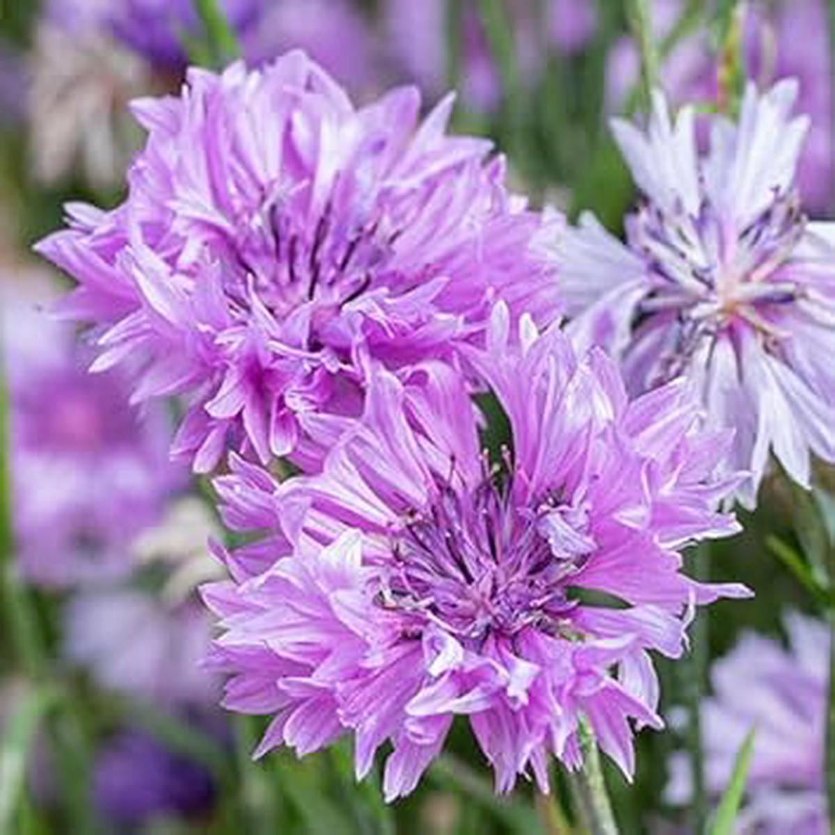 Heirloom Non-GMO Cornflower Flower Seeds for Planting ?? Colorful Wildflower Garden Blooms