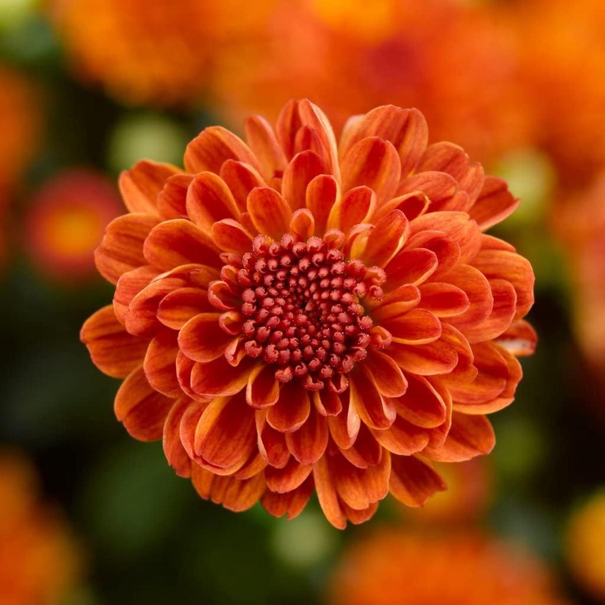 Heirloom Non-GMO Deep Orange Chrysanthemum Flower Seeds for Planting High Germination Organic Garden Seeds