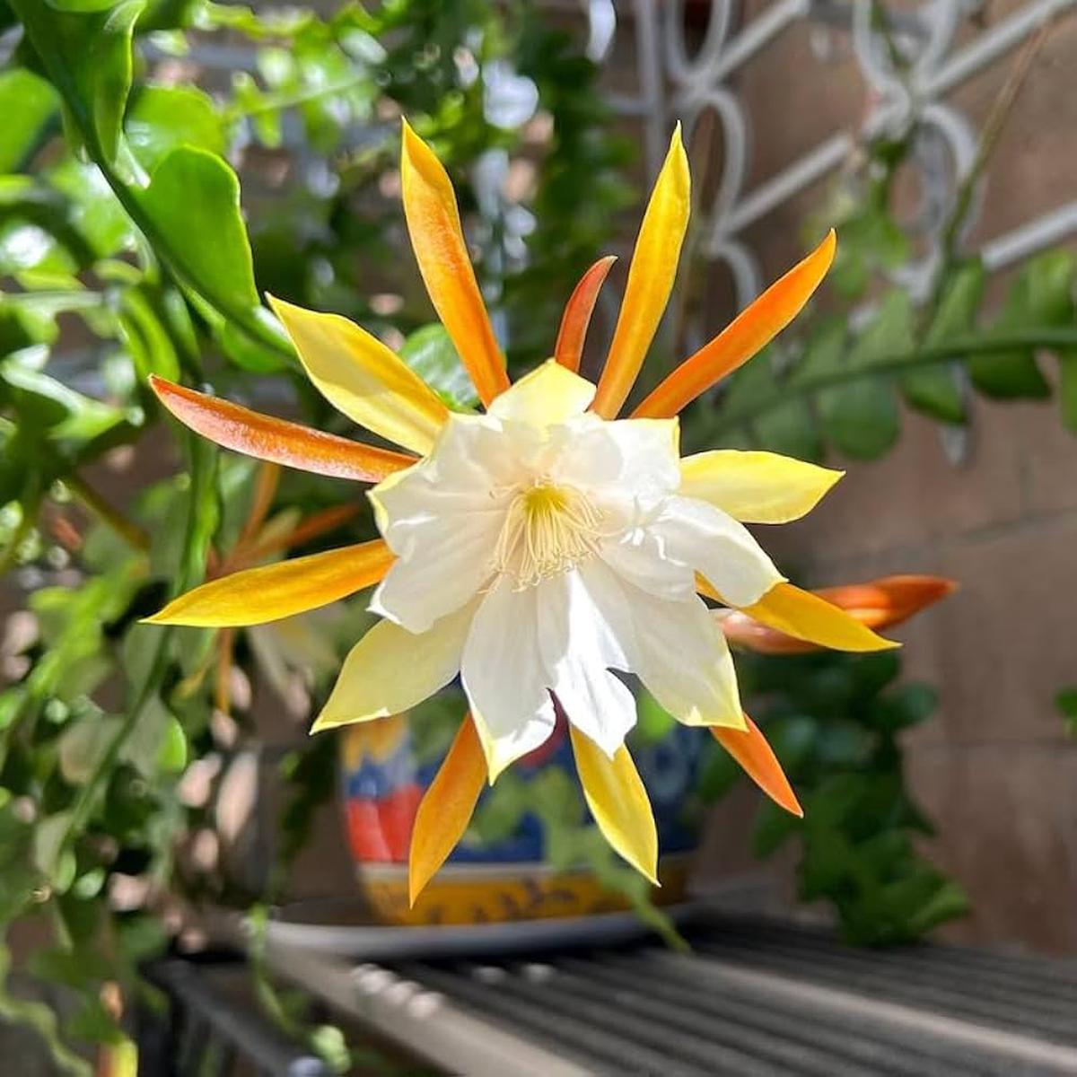 Heirloom Non-GMO Epiphyllum Anguligar Flower Seeds  Exotic Cactus Blooms for Garden Planting