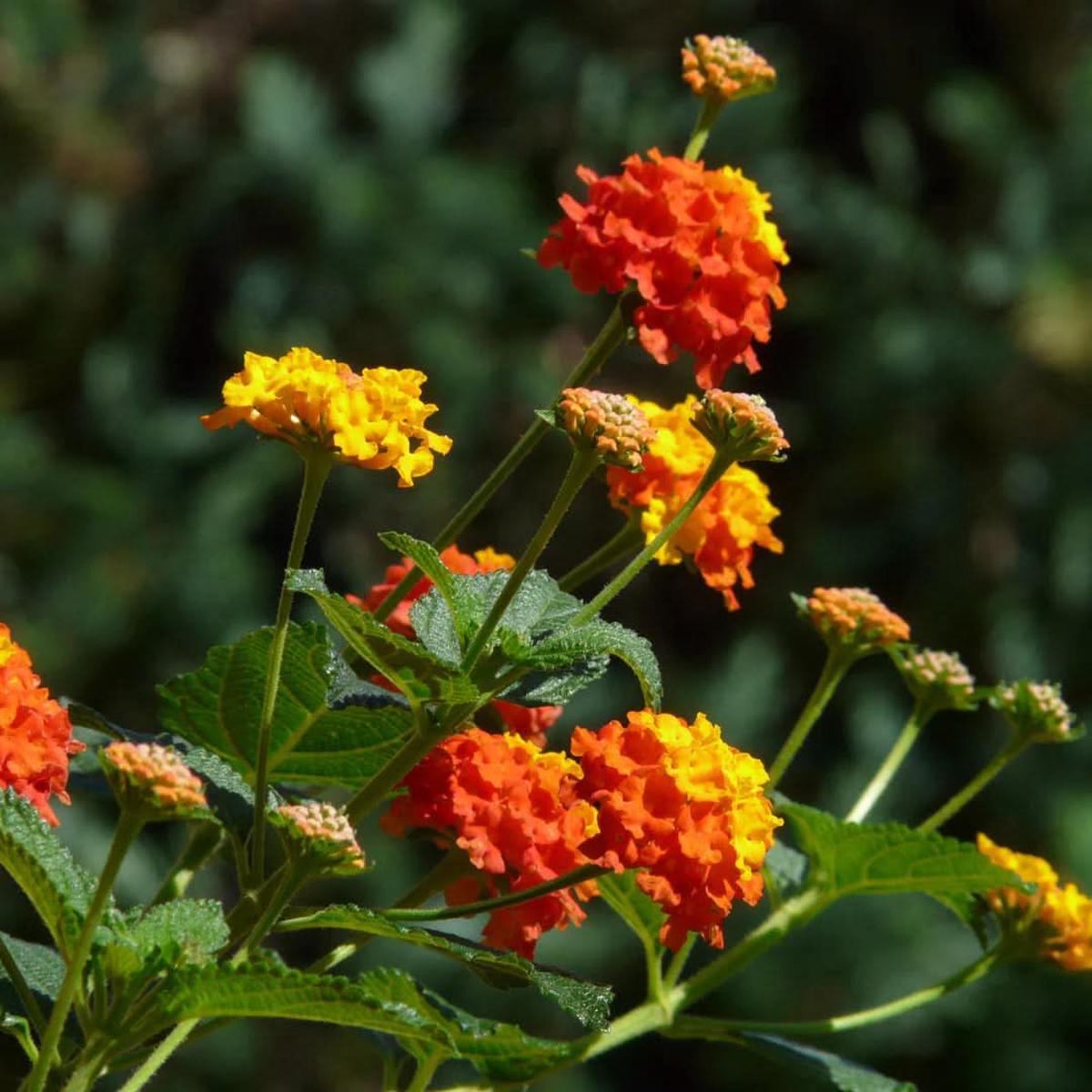 Heirloom Non-GMO Lantana Flower Seeds for Planting  Bright Butterfly-Friendly Garden Blooms