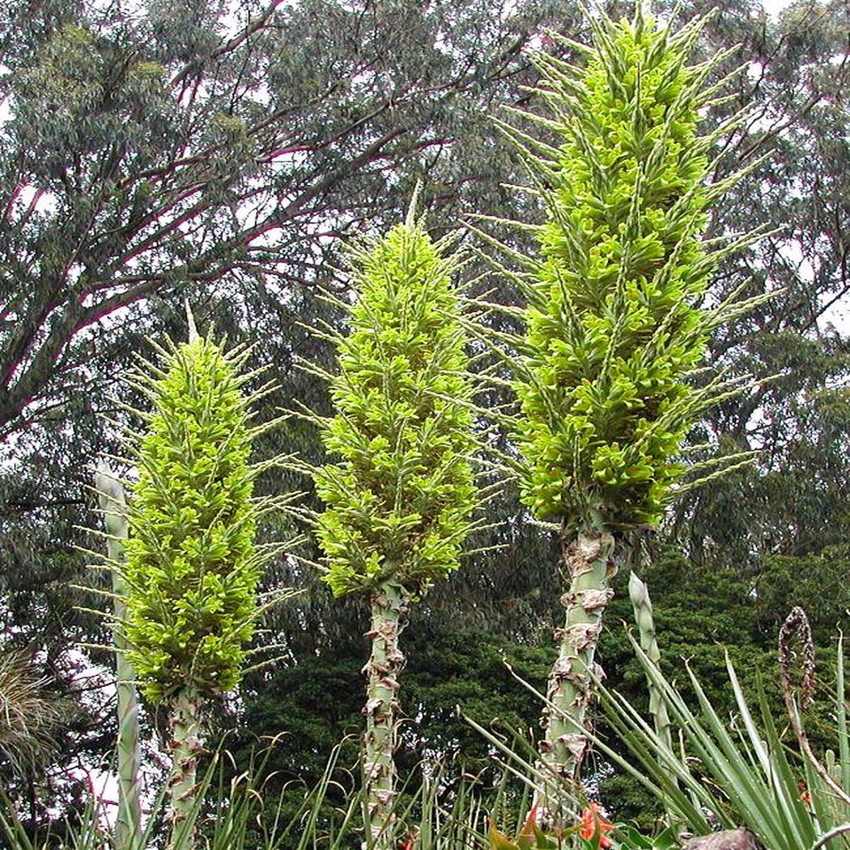 Heirloom Non-GMO Puya Plant Seeds  Exotic Flower Seeds for Garden Planting
