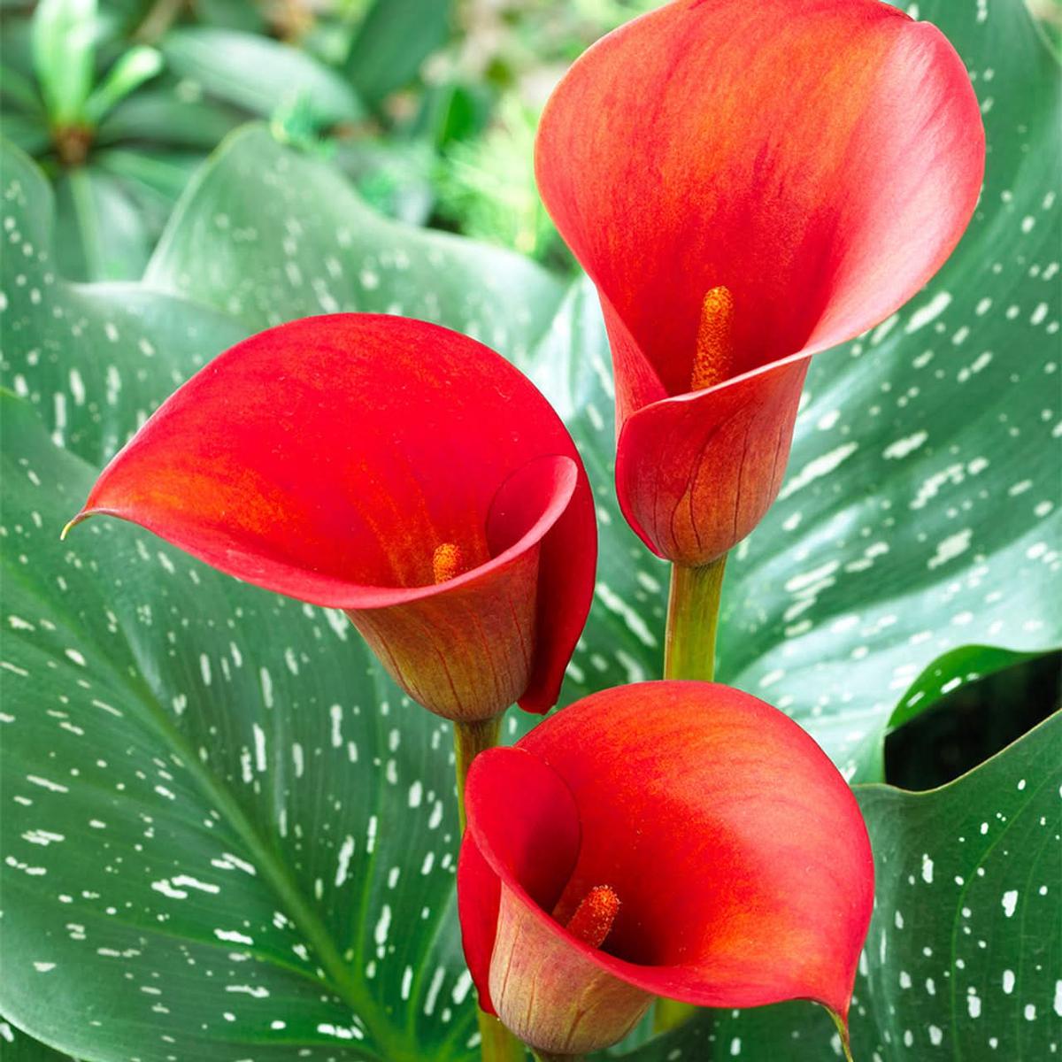 Heirloom Non-GMO Red Zantedeschia Aethiopica Flower Seeds for Planting  Elegant Calla Lily Blooms