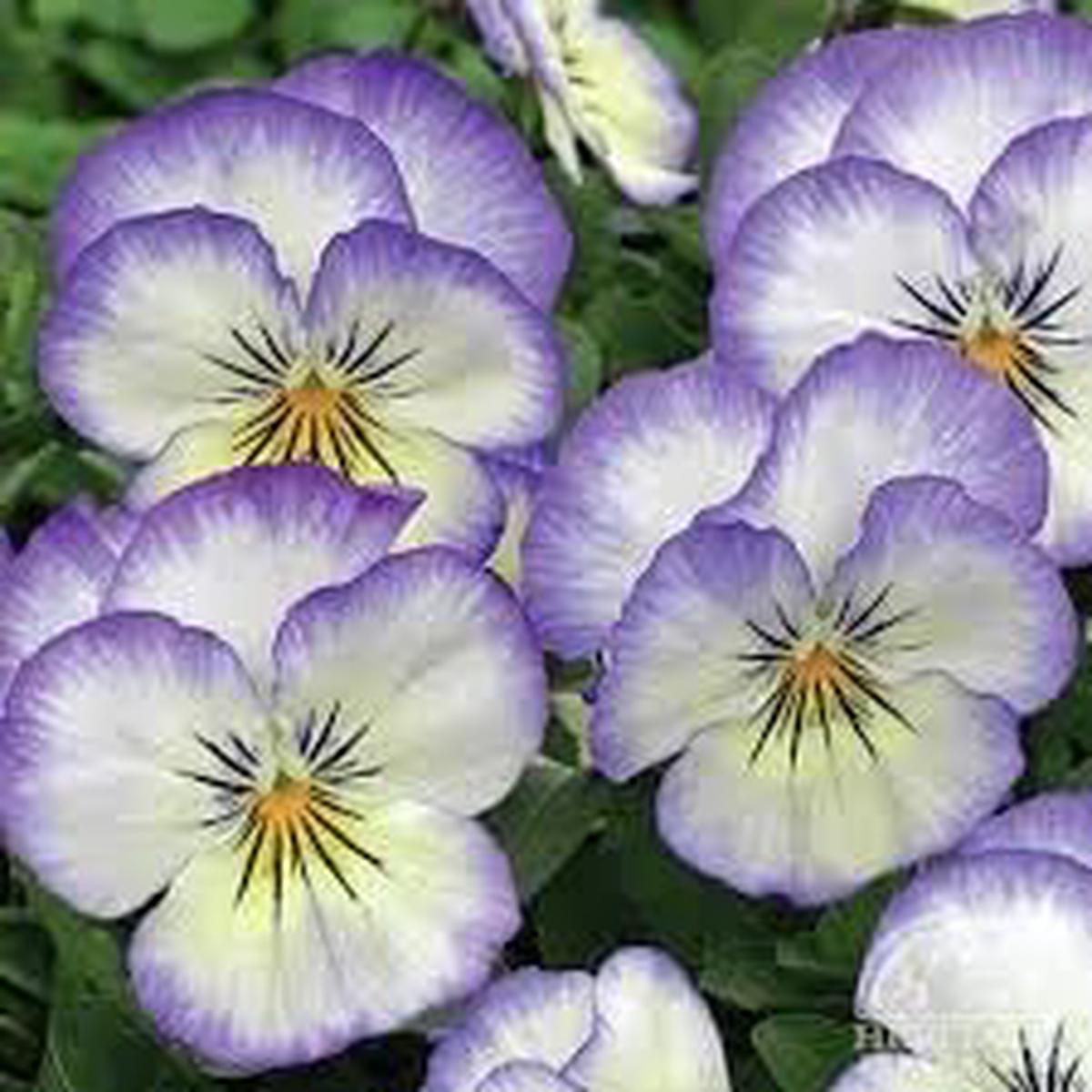 Heirloom Pansy Heartsease Flower Seeds for Planting Non-GMO Organic Garden Blooms
