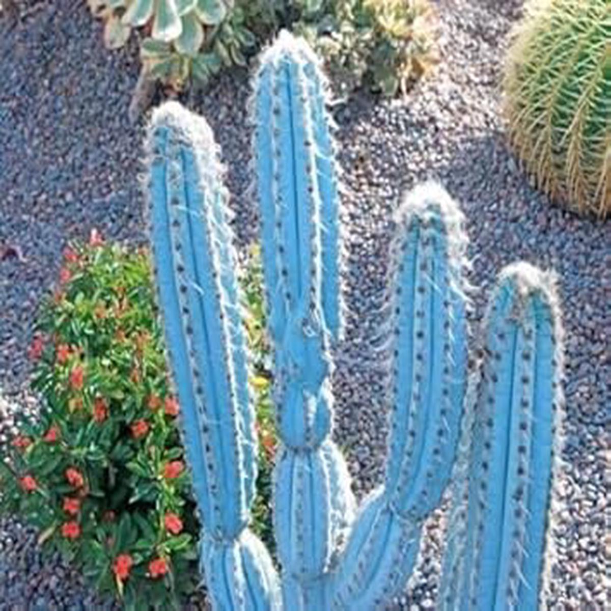 Heirloom Pilosocereus Flower Seeds for Planting Hardy Variety, Non-GMO, High Germination Organic Garden Seeds