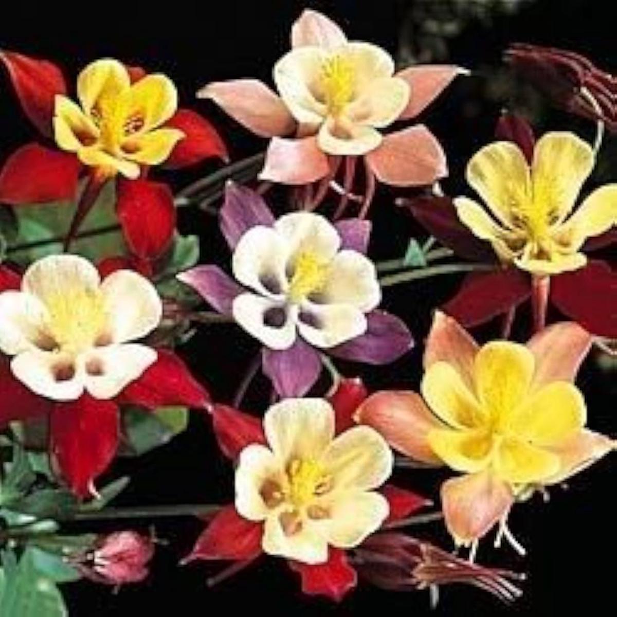 Heirloom Seeds Columbine Giant Star Aquilegia Christy Blue – Flower Perennials for Garden Displays
