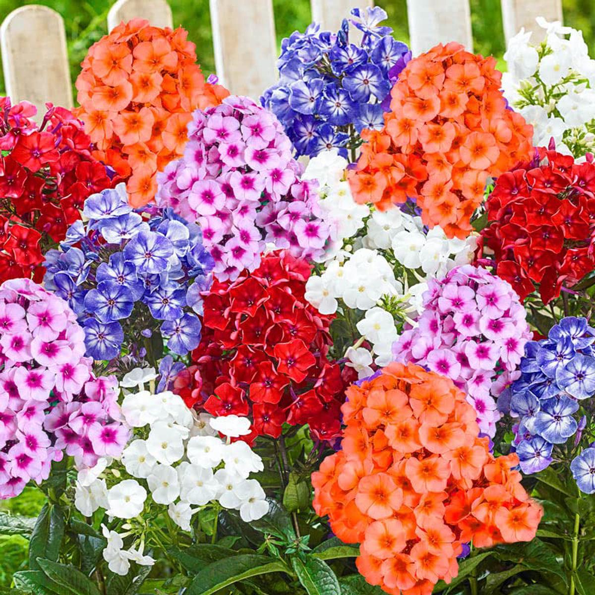 Heirloom Seeds Phlox Drummondii California Mountain Linanthus – Colorful Garden Flower Mix