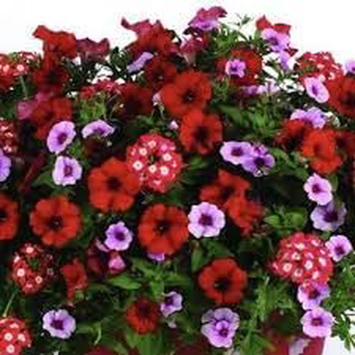 Heirloom Surfinia Flower seeds for Planting Sun Loving Heirloom & GMO Free Seeds for Home Garden