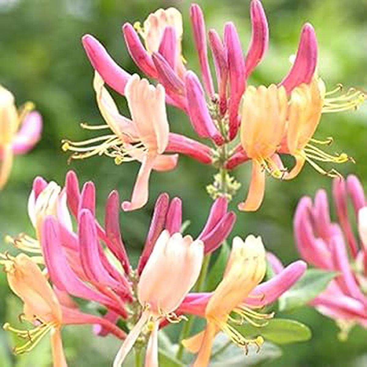 Honeysuckle Flower seeds for Planting Premium Quality Heirloom & GMO Free Seeds for Home Garden