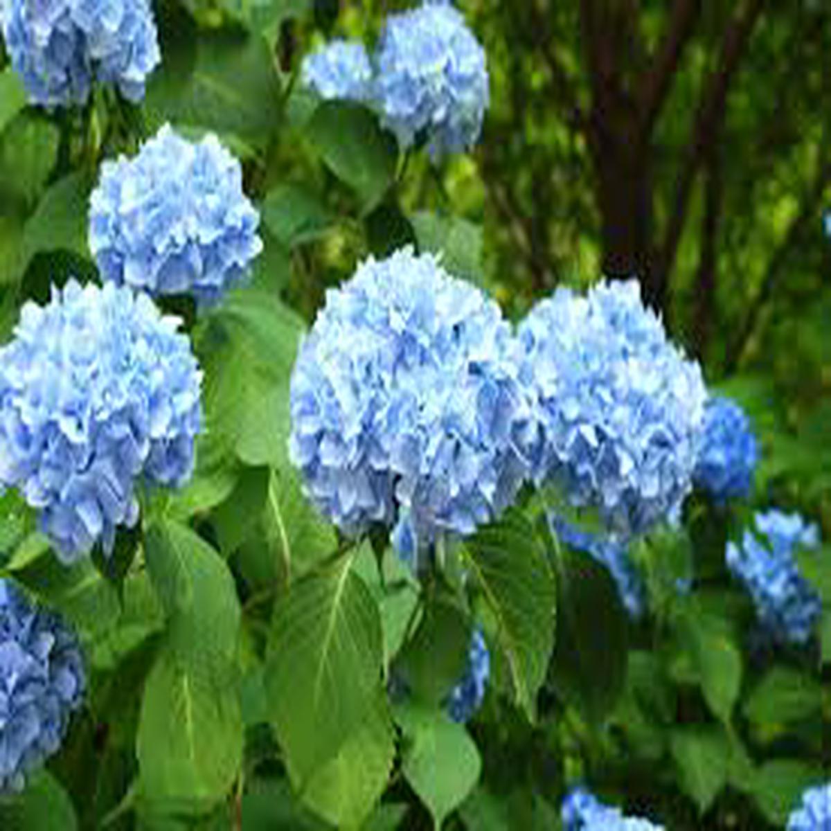Hydrangea Flower Seeds for Planting – Compact Growth, Heirloom, Non-GMO & High Germination Garden Seeds, 100pcs
