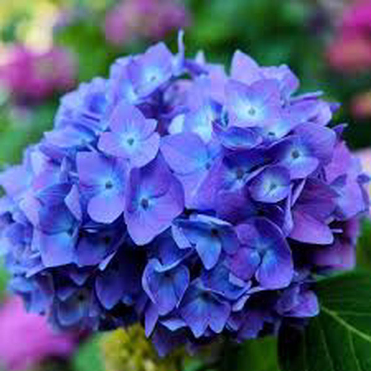 Hydrangea Flower seeds for Planting Low Maintenance, Heirloom & GMO Free Seeds for Home Garden, High Germination