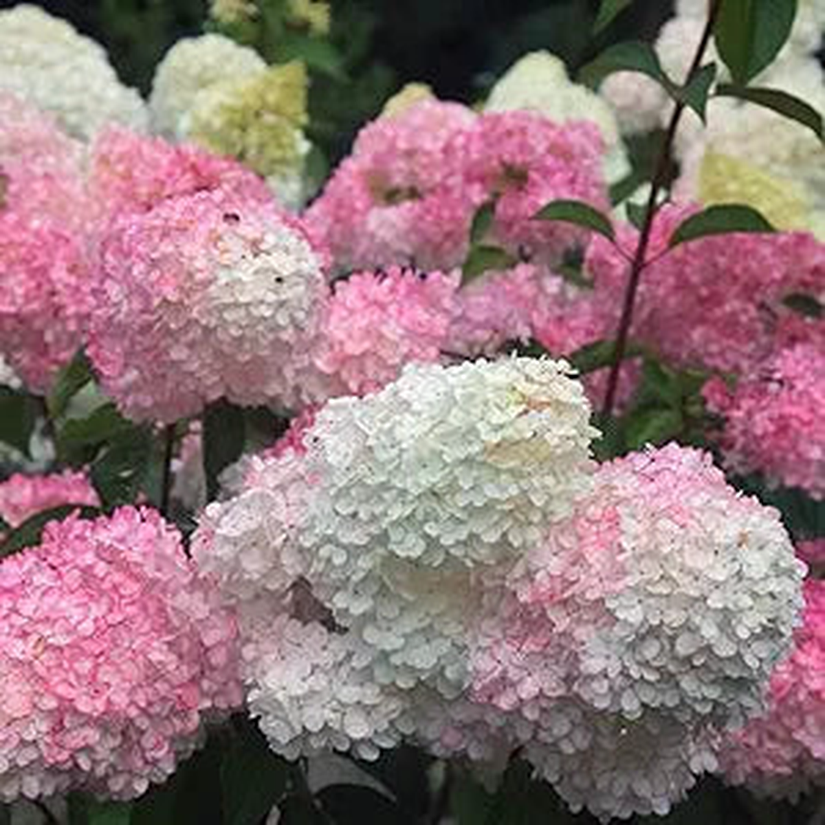 Hydrangea Hydrangea spp. Flower Seeds for Planting in Garden & Flower Bed