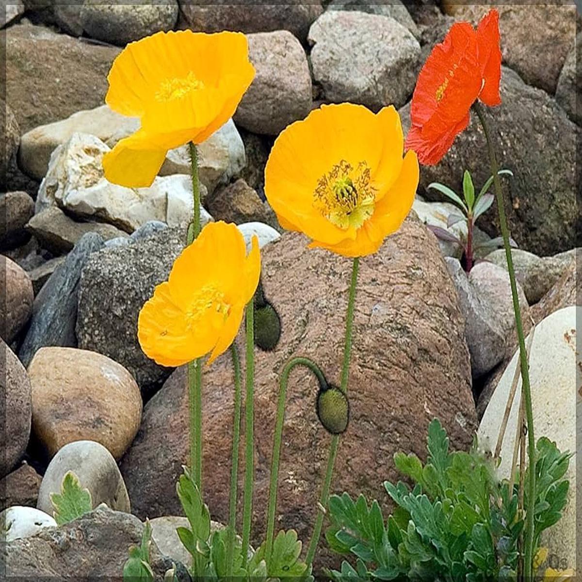 Iceland Poppy Mix Papaver nudicaule Seeds for Planting in Flower Beds