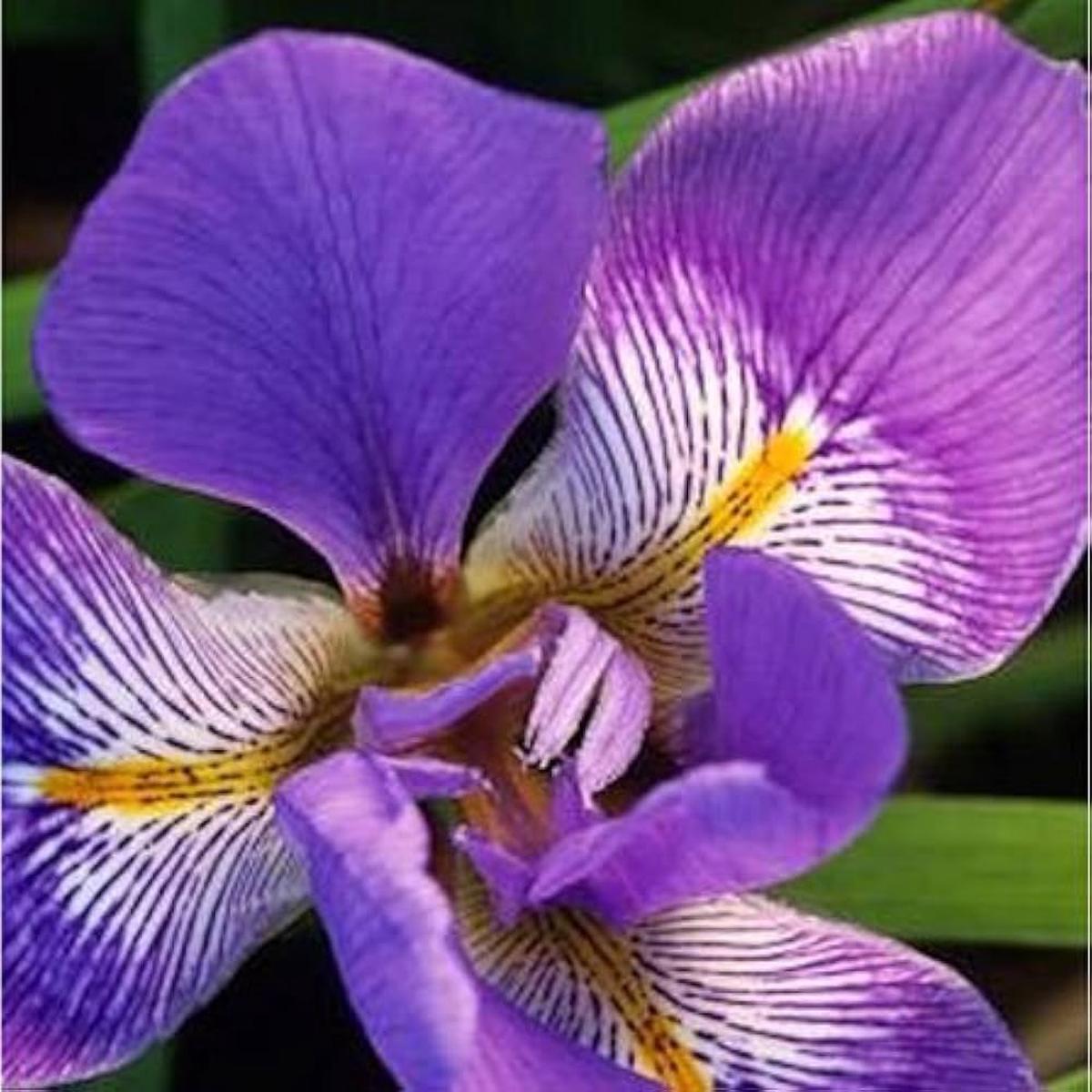 Iris Iris Germanica Mixed Color Flower Seeds for Planting  2-Color Heirloom Perennial Bonsai Variety | 20 Pcs