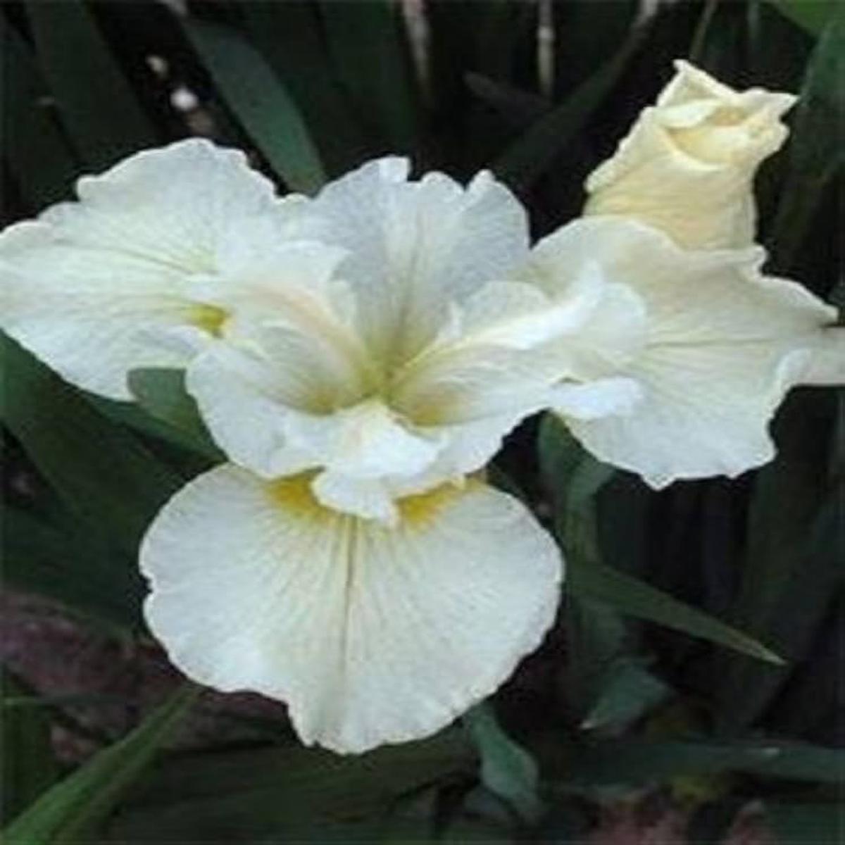 Iris Iris Siberica White Flower Seeds for Planting  Suitable for Moist Garden Areas and Naturalistic Landscaping