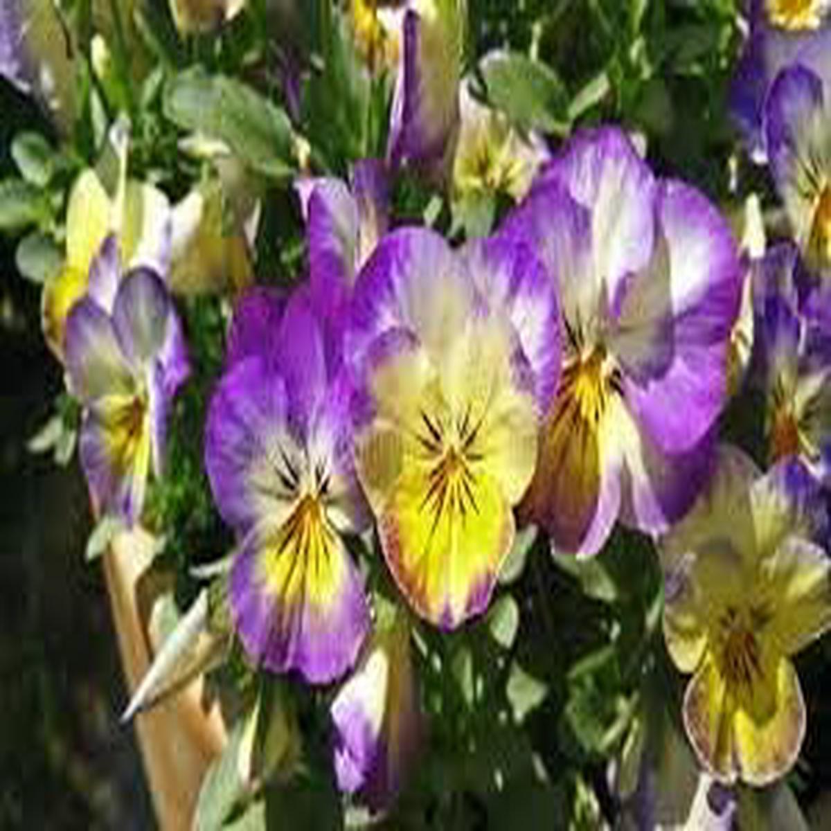 Johnny Jump-up Viola Flower Seeds for Planting  Heirloom, Non-GMO, Colorful Display Organic Garden Seeds