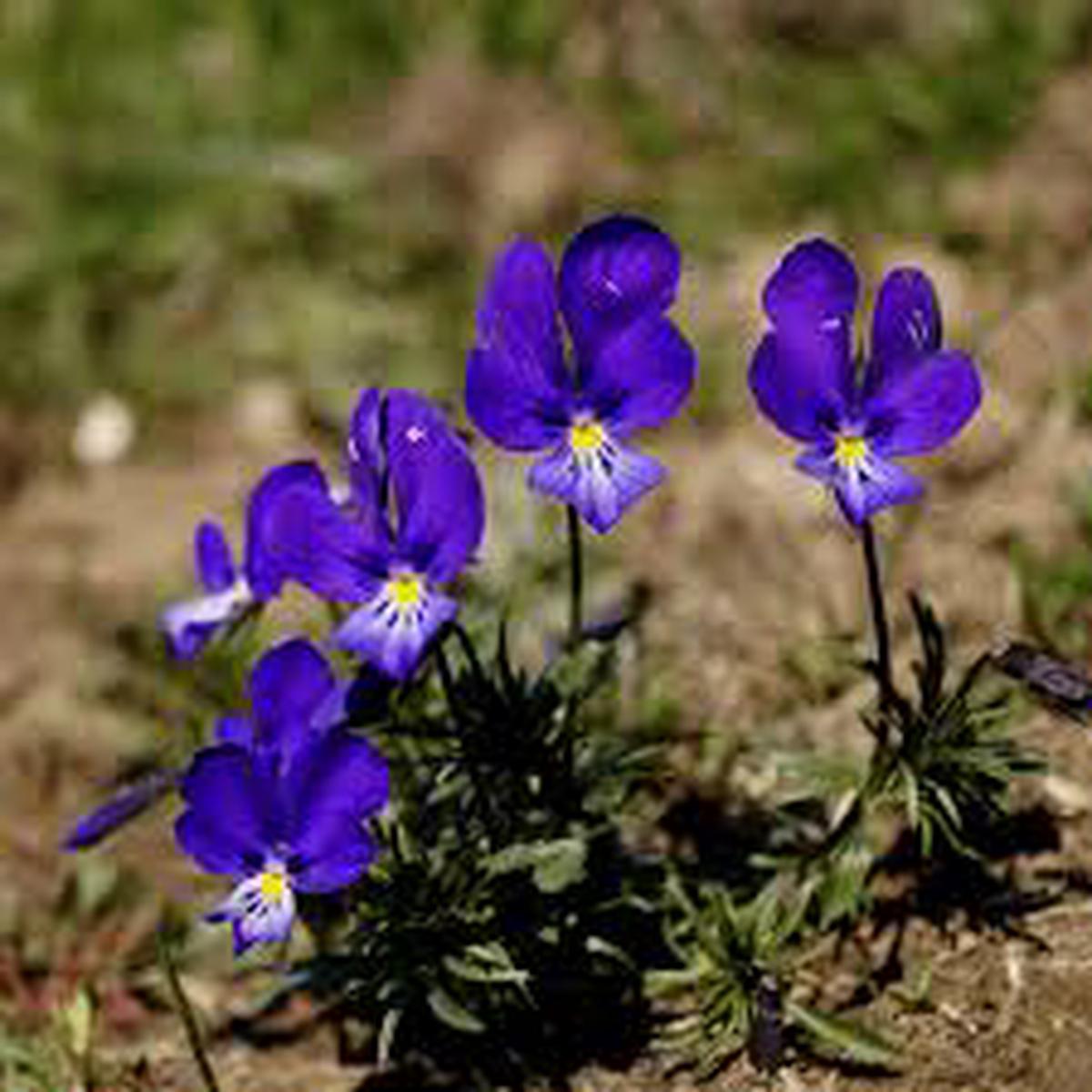 Johnny Jump Up (Viola tricolor) Seeds for Planting Heirloom, Non-GMO, Blue & White, Annual