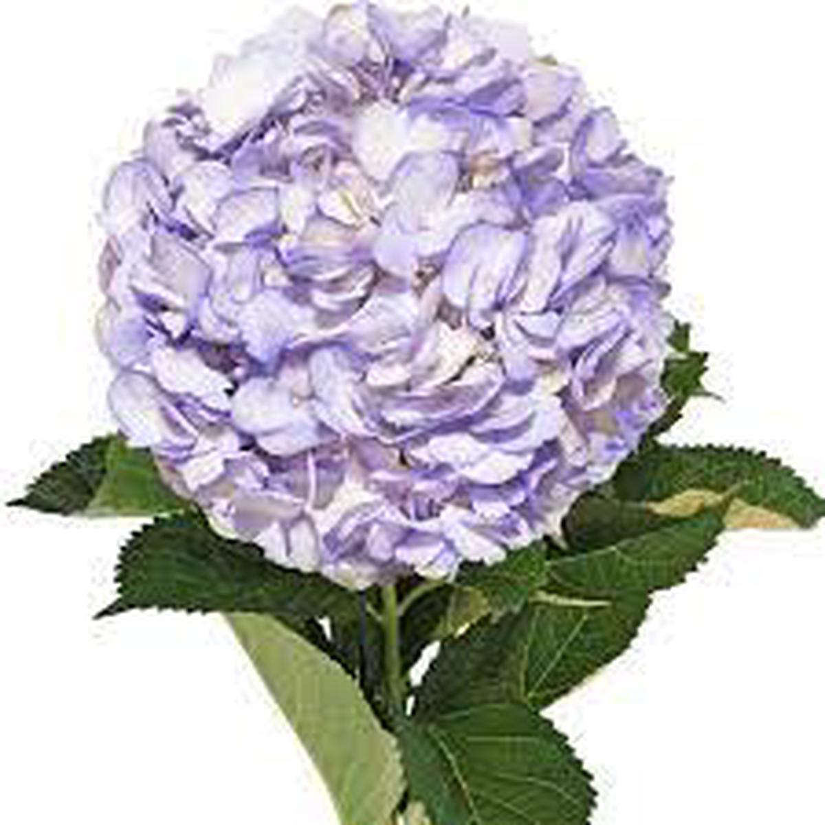 Lavender Hydrangea Flower seeds for Planting – Perfect for Borders, Heirloom & GMO Free Seeds for Home Garden