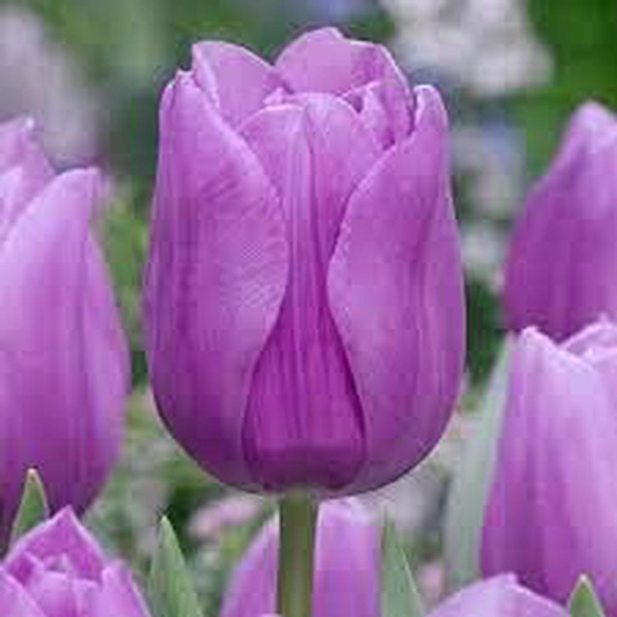 Lavender Shade Tulip Flower Seeds for Planting ?? Vibrant Blooms, Non-GMO, Heirloom Seeds