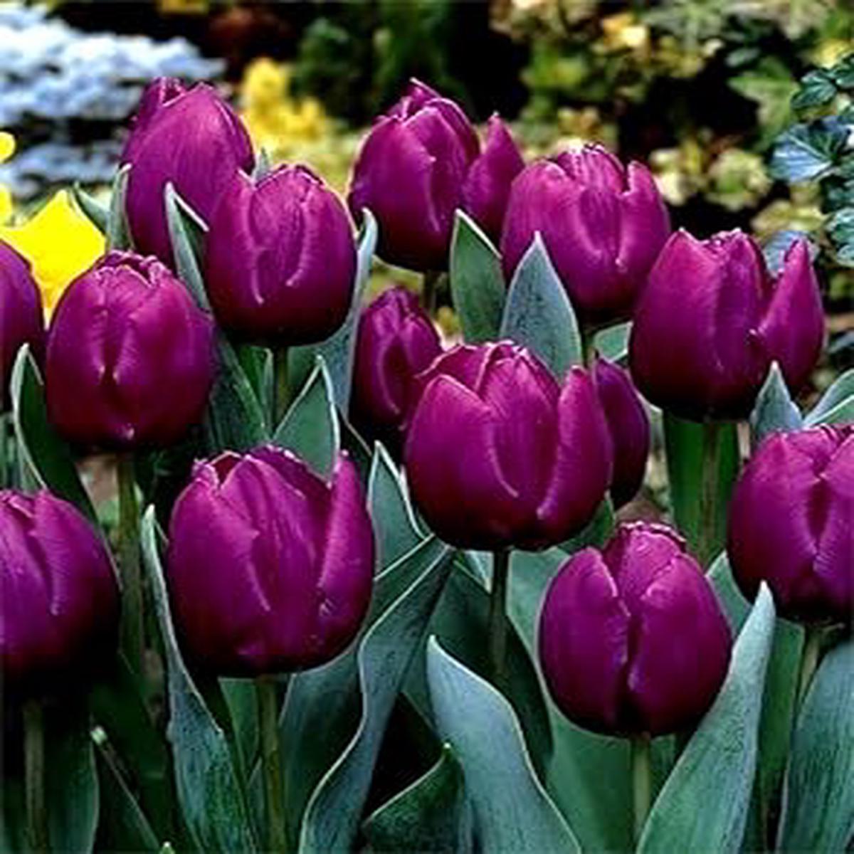 Light Pink Carnosa Flower Seeds Compact Growth Heirloom & GMO Free Seeds for Home Garden Sale