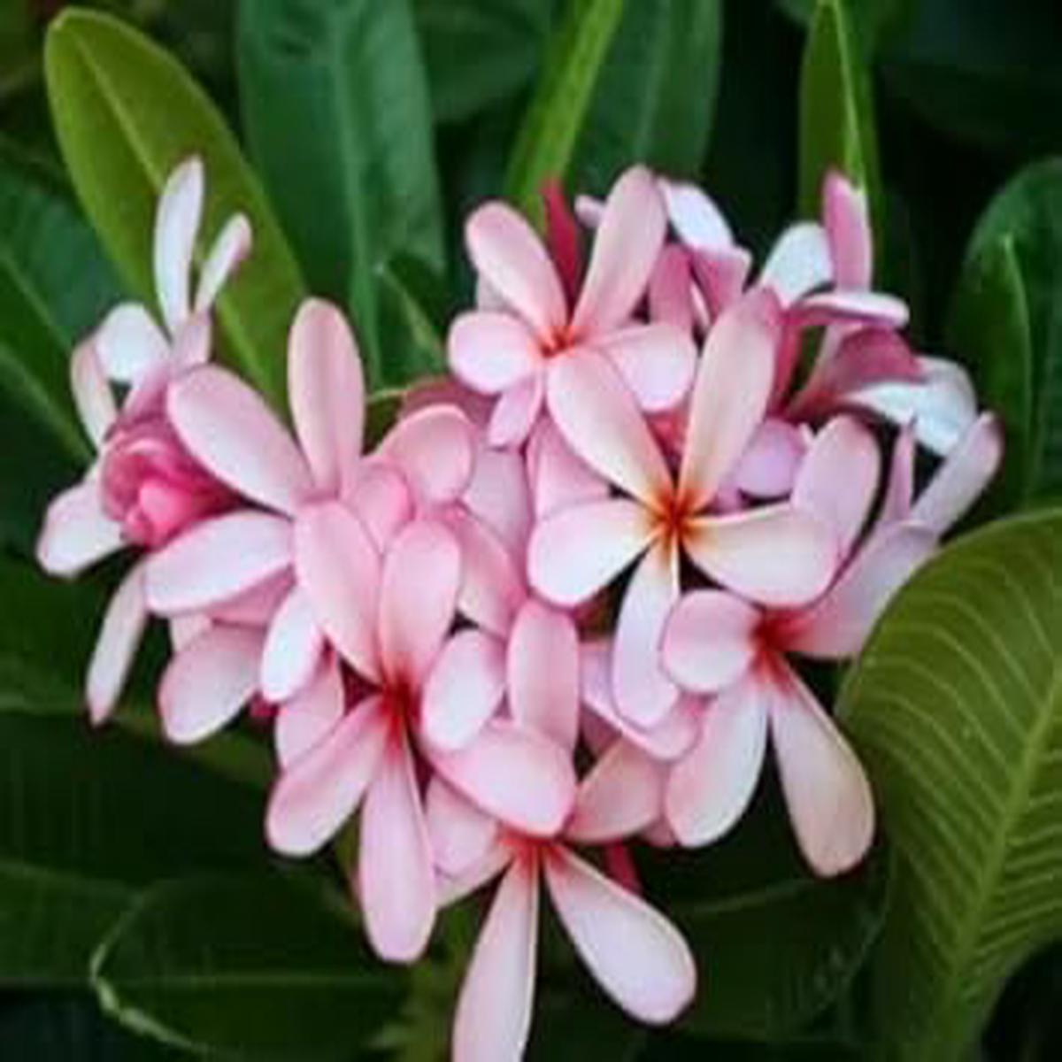 Light Pink Frangipani Flower Seeds Heirloom Non-GMO Plumeria Seeds for Fragrant Tropical Gardens