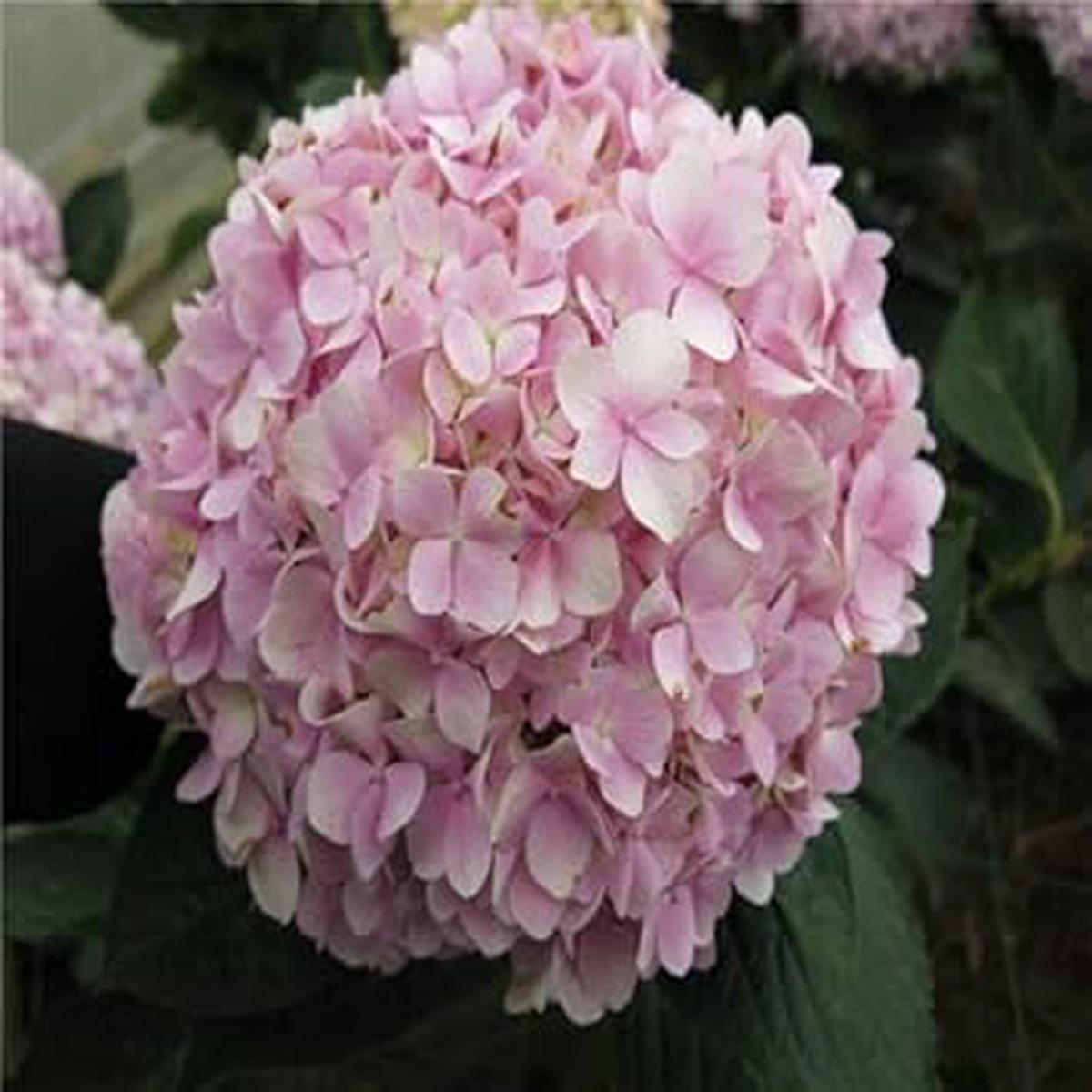 Light Pink Hydrangea Flower Seeds for Planting Hardy Heirloom, Non-GMO, High Germination Garden Seeds