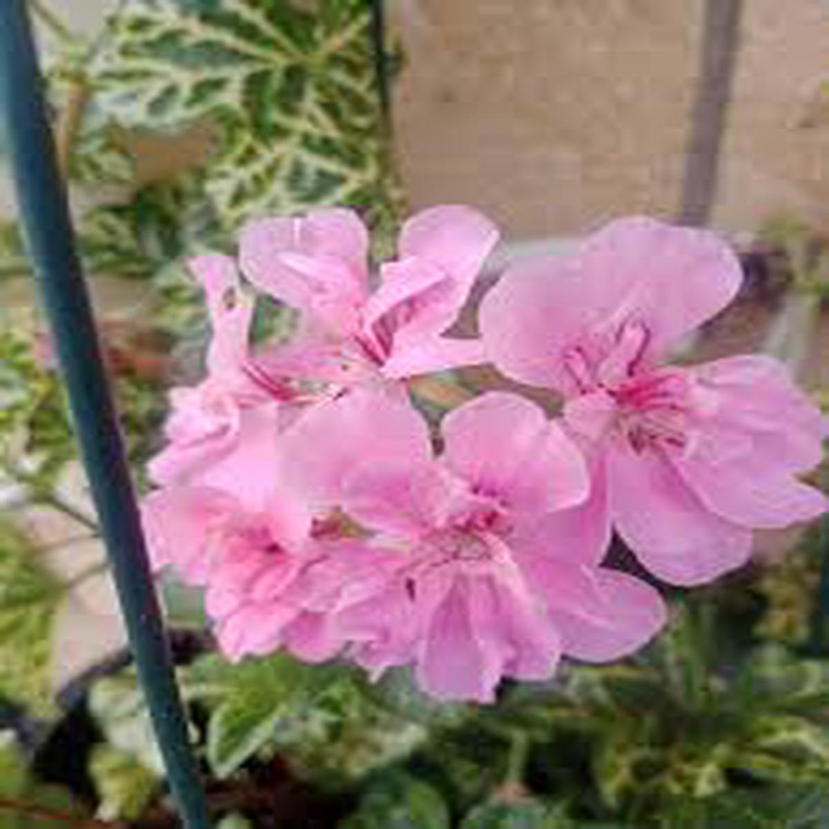 Light Pink Pelargonium Peltatum Flower Seeds for Planting  Colorful Display, Heirloom, Non-GMO, High Germination Organic Garden Seeds