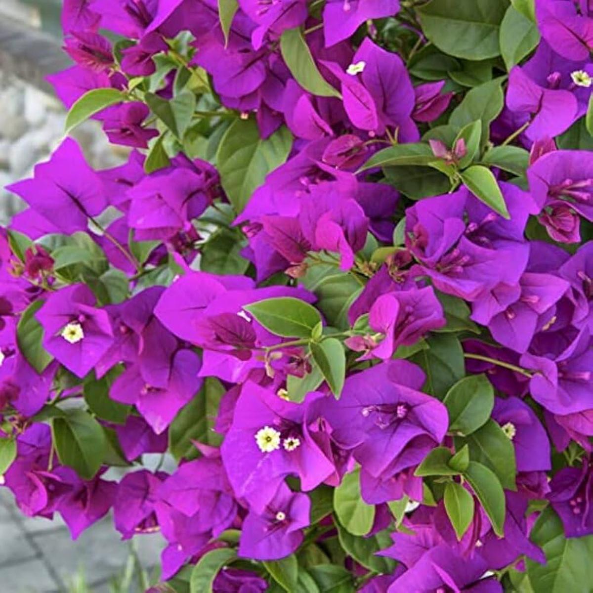 Light Violet Bougainvillea Flower Seeds for Planting  Heirloom, Non-GMO, High Germination Seeds