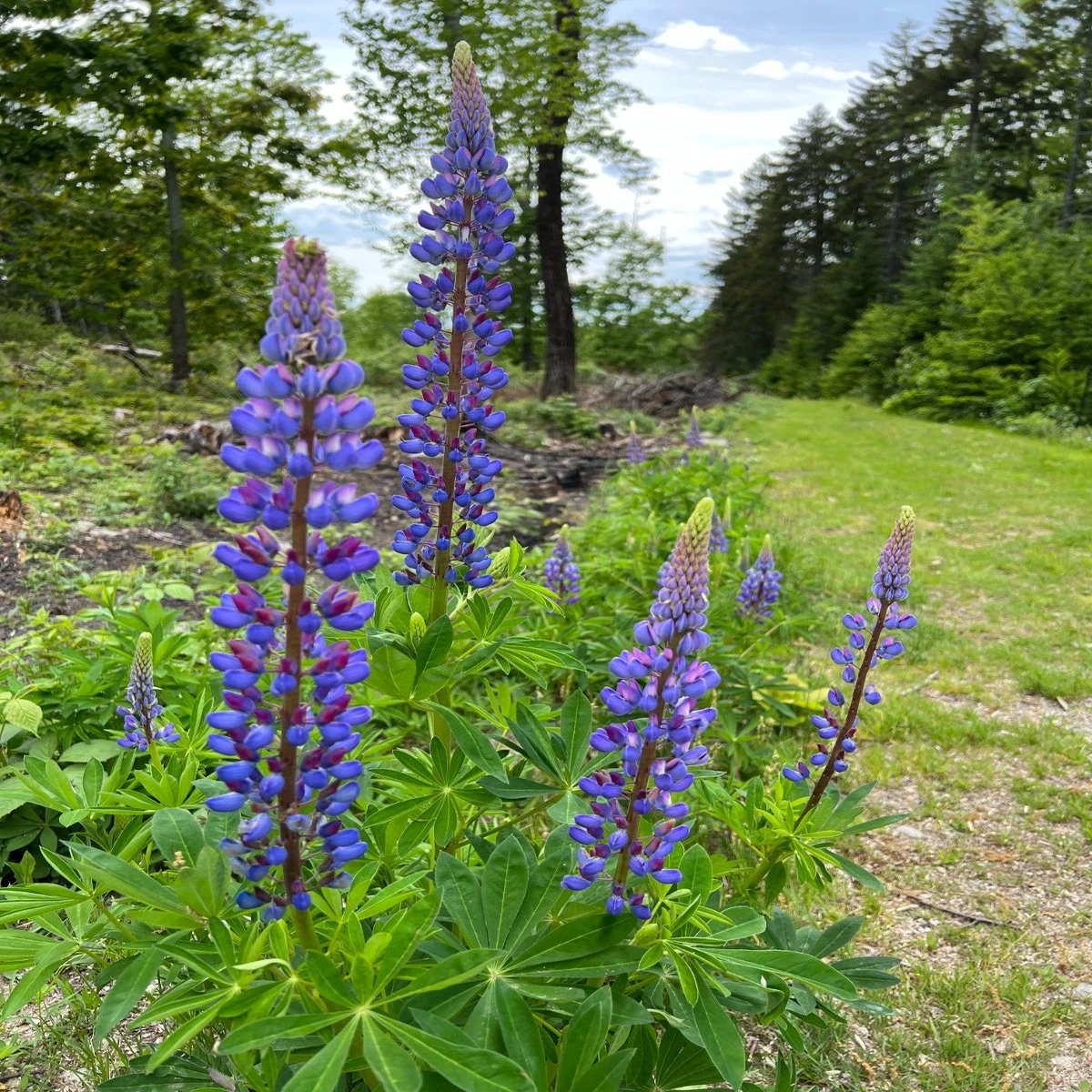 Lupine WILD PERENNIAL Pure Seeds mix color  Heirloom, Non-GMO, High Germination Organic Garden Seeds