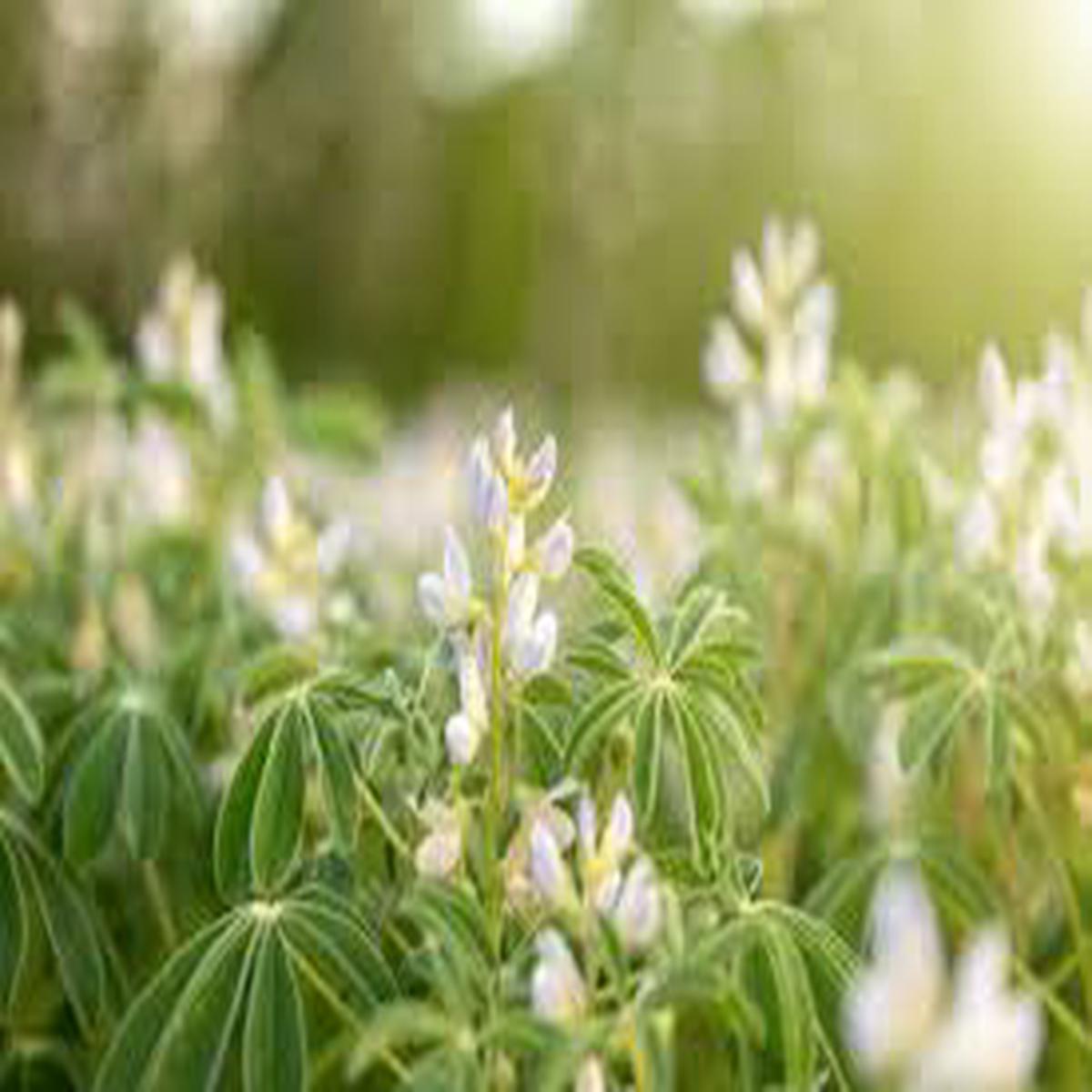 Lupinus Albus Flower Seeds for Planting  Long Bloom Season, Heirloom & GMO-Free Home Garden Seeds