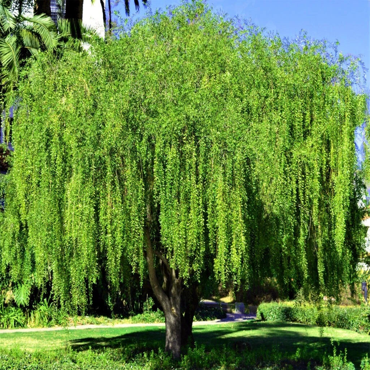 Mayten Weeping Green Shower Tree Seeds Maytenus boaria Rare Willow Like  Heirloom, Non-GMO, High Germination Organic Garden Seeds