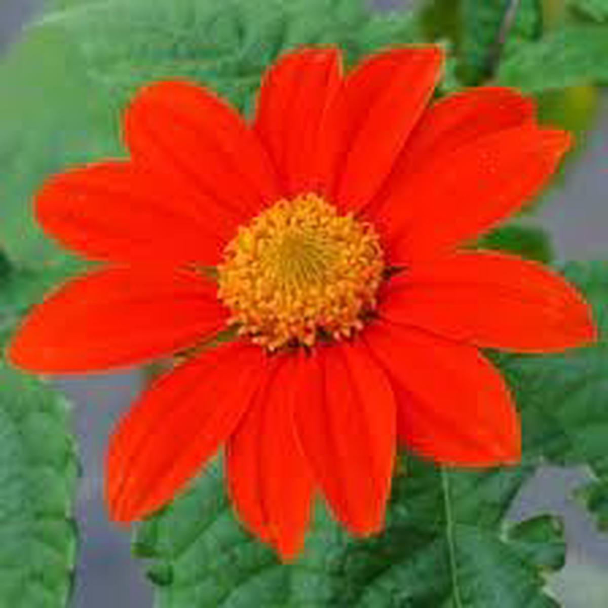 Mexican Flower Seeds for Planting - 100 pcs