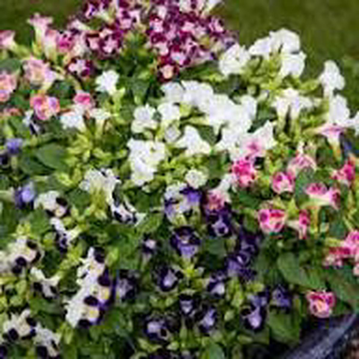 Mix Fournieri Flower Seeds for Planting – Hardy Variety, Heirloom & GMO Free Seeds for Home Garden Non-GMO