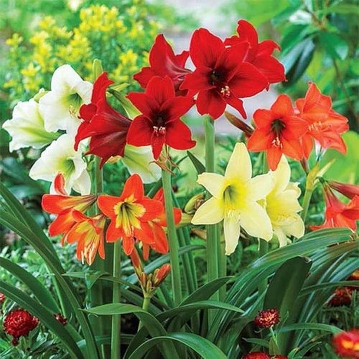 Mixed Amaryllis Bulbs Flower seeds for Planting - Bright Blooms, Heirloom & GMO Free Seeds for Home Garden