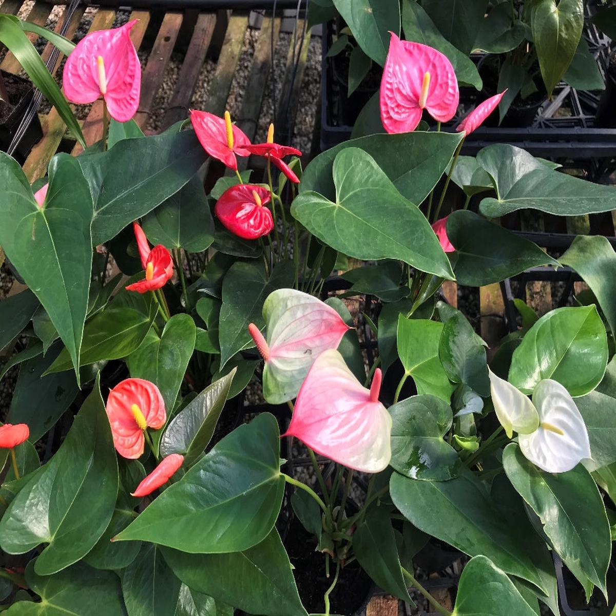 Mixed Anthurium Andraeanum Flower Seeds for Planting Heirloom Non-GMO, High Germination Organic Garden Seeds