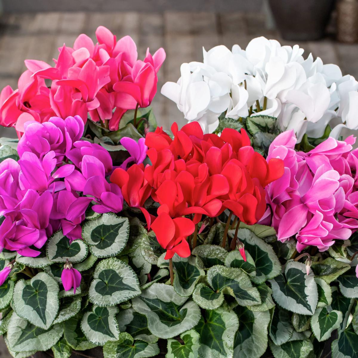 Mixed Color Cyclamen Seeds Fragrant Heirloom Non-GMO Flowers for Garden Planting