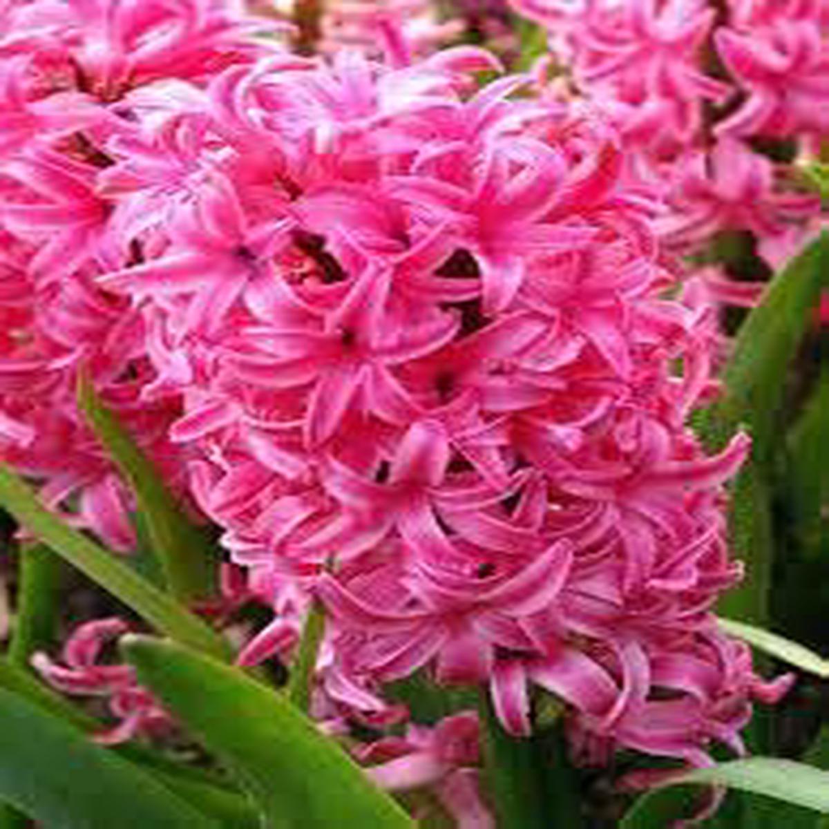 Mixed Hyacinth Flower seeds for Planting – Bright Blooms, Heirloom & GMO Free Seeds for Home Garden